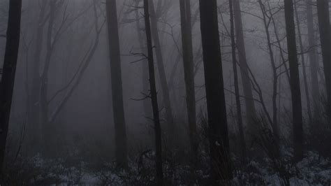 Wallpaper forest, fog, trees, trunks, dark hd, picture, image