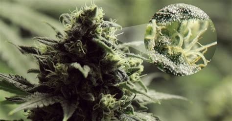 Grizzly Seedbank Blog - cannabis news, cannabis blog, marijuana legalization