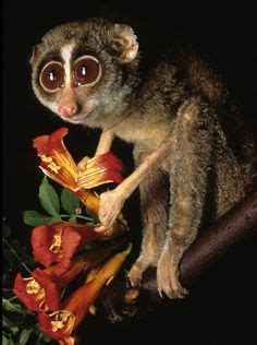 Loris, Lemur, King Julians Lemurs from Madagascar