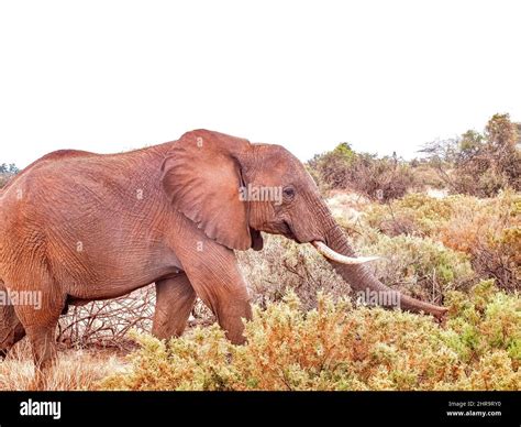 Elephant Safari Kenya Africa Stock Photo - Alamy