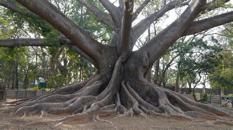 Kapok tree in the Amazon jungle. Beast and Belinda hid in one in Ransom ...