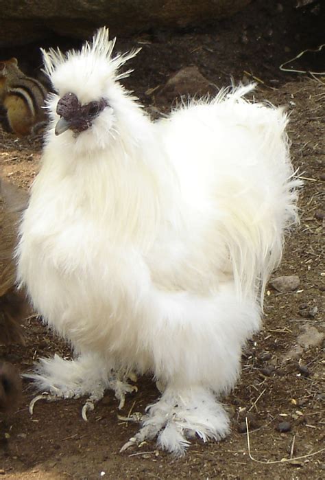 albino fluffy chicken by brainninja42 on DeviantArt