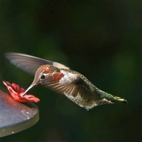 Cleaning a Hummingbird Feeder | ThriftyFun