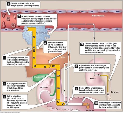 Medical Student Sharing: Bilirubin results interpretation made Simple