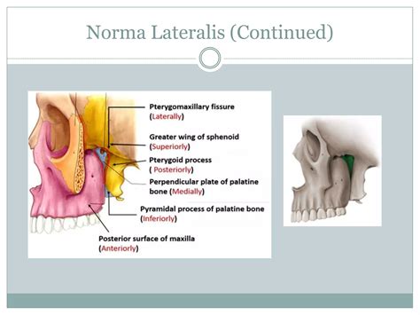 Anatomy head and neck(norma lateralis) | PPT