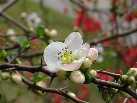 Royal Raindrops Crabapple Tree Care | Plantly