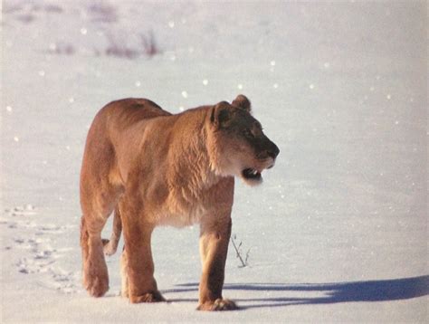 American Lion (Panthera atrox)