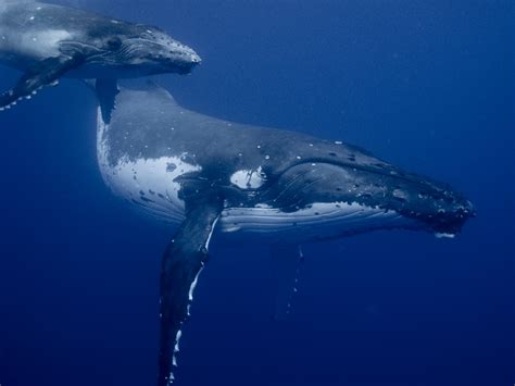 Humpback Whale Filmed Feeding Her Calf in Rare, Underwater Video - Newsweek