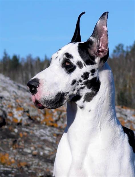 Best Training Treats for Great Dane Puppies - Hello Danes