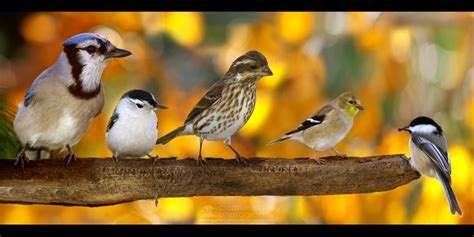 winter photography is for the birds! - creative island photography