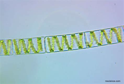 Green Algae - Rs' Science