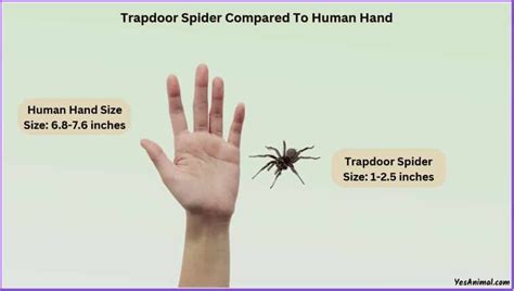 Trapdoor Spider Size Explained & Compared With Other Spiders