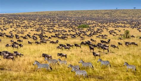 The Great Wildebeest Migration in Maasai Mara National Park