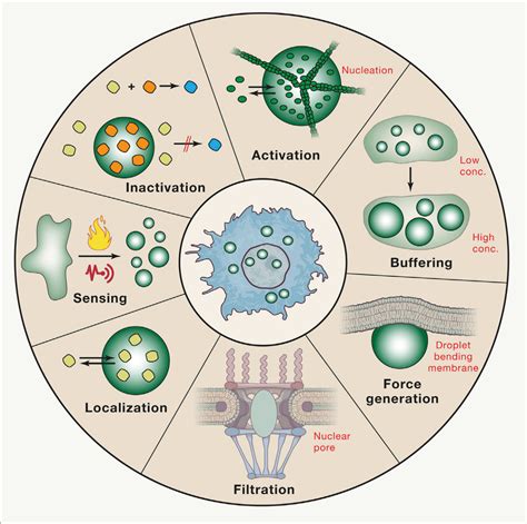 Functional Interactions of Biomeolcular Condensates - BioScope