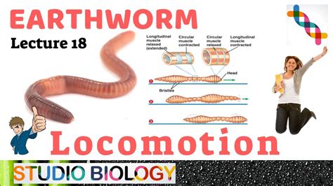 Class 11-Zoology Lectures-Discuss about the mechanism of Locomotion & its work in Earthworm-2.18 ...
