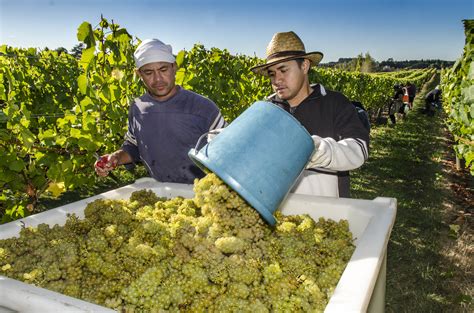 Producers.NZ.Kumeu River Vineyard workers at harvest time - RealWines