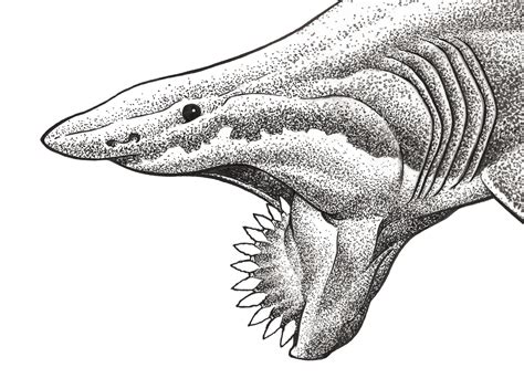 Art Print - Helicoprion | cottoncrustacean