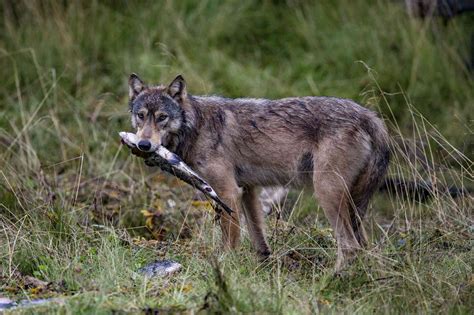 Tracking British Columbia's Secretive Sea Wolf