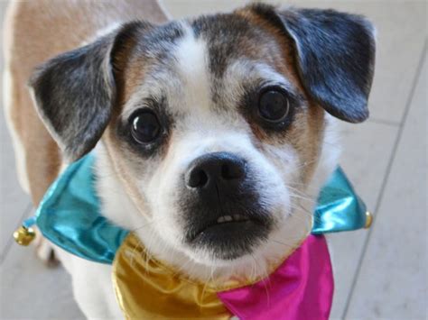 PHOTOS: Pets up for adoption at South Jersey Regional Animal Shelter