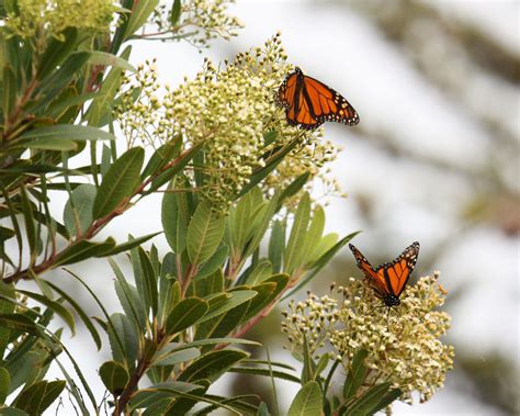 Morro Bay Wildlife Spotlight: Monarchs are back!