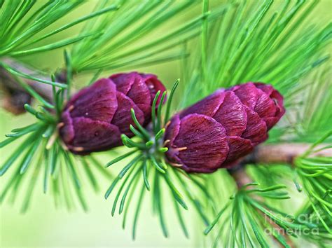 Larch Cones Photograph by Colin Woods - Pixels