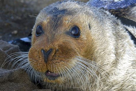 Feds Agree to Set Aside Habitat for Threatened Alaska Ice Seals