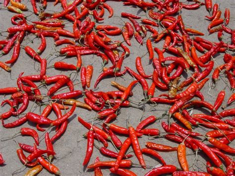 Red chili peppers - World Crops Database