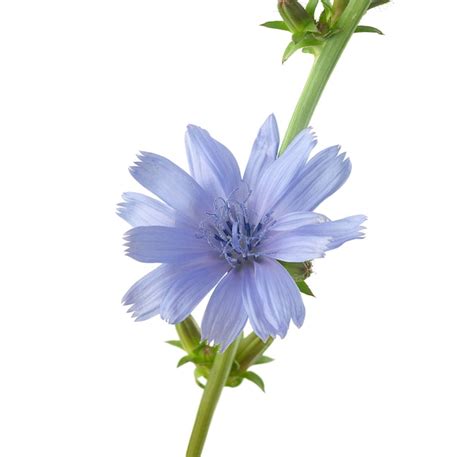 Premium Photo | Chicory flower on the white