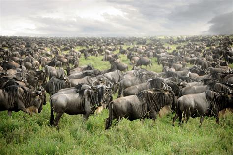 Wildebeest Migration