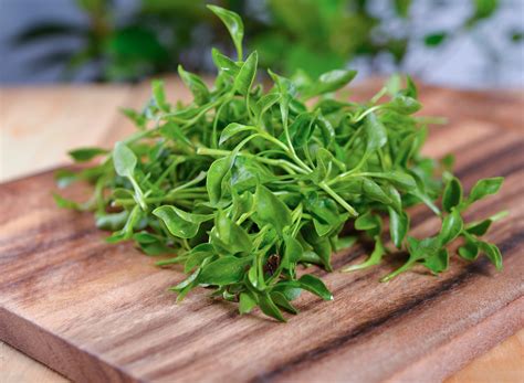 7 Benefits of Watercress, the 'World's Healthiest Vegetable'