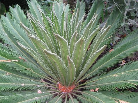 Cycadophyta - FossilPlants