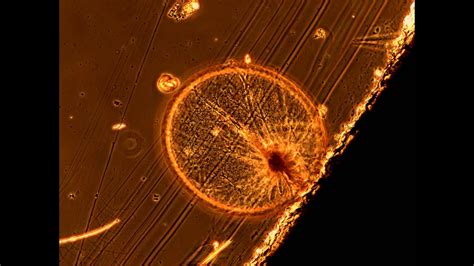 Noctiluca under the Microscope - YouTube