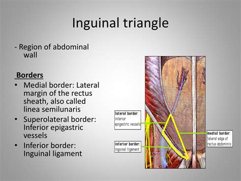 PPT - Inguinal canal PowerPoint Presentation, free download - ID:9360454