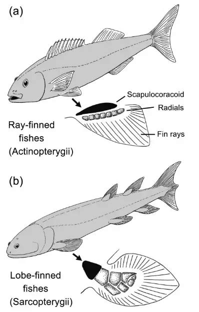 Difference Between Sarcopterygii And Actinopterygii - Relationship Between