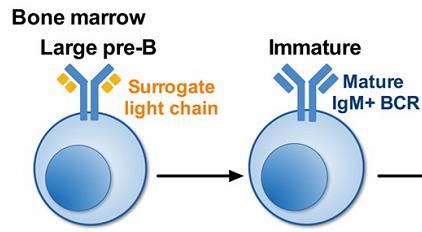 B cell development stages Explained in a Simple Way | The Immune System ...