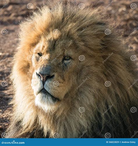 Lion close up stock image. Image of lion, king, alpha - 36822829