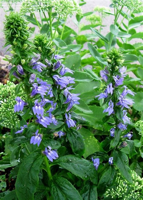 PlantFiles Pictures: Lobelia Species, Blue Cardinal Flower, Great Blue ...