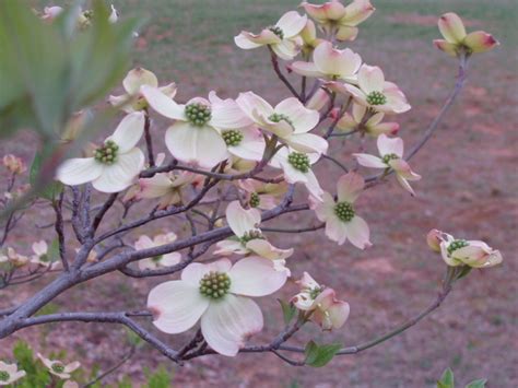 Sizzling Indian Recipes.....: Dogwood trees in bloom around Cary,North Carolina - An enticing ...