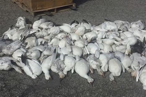 Dead geese fall from the sky after ‘freak accident’