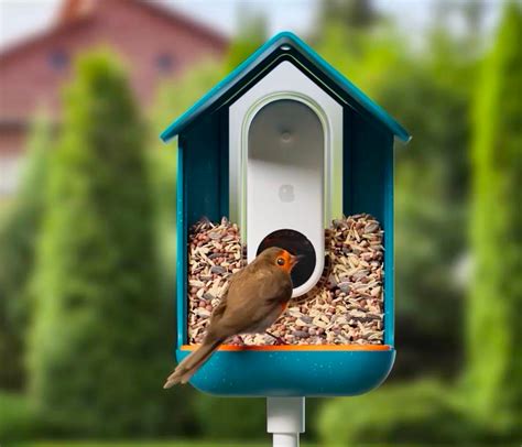 Introducing the Bird Buddy AI-Powered Bird Feeder