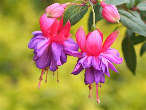 Fuchsia Magellanica - Flowers Photo (724724) - Fanpop