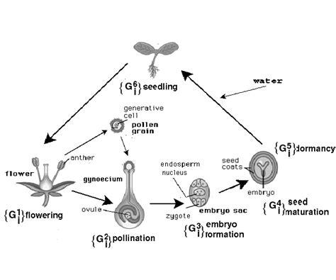 SEED GERMINATION IN HIGHER PLANTS: GENE NETWORKS ON ONTOGENESIS IN STORAGE TISSUES