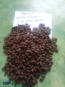 Calabar bean Medicinal uses and Health benefits - Nigerian Health Blog