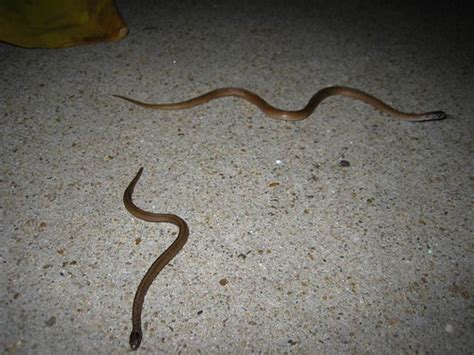 2 Brown Snakes | baby brown snakes that popped out of the gr… | Flickr