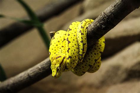 13 Incredible Green Tree Python Morphs And Localities