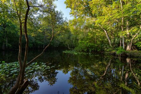 OCALA NATIONAL FOREST: An (Epic) Guide to Florida's Hidden Gem