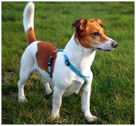 Jack Russel Foxterrier Mix Foto & Bild | tiere, haustiere, hunde Bilder ...