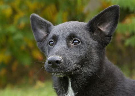 Canaan Dog - Temperament, Lifespan, Shedding, Puppy