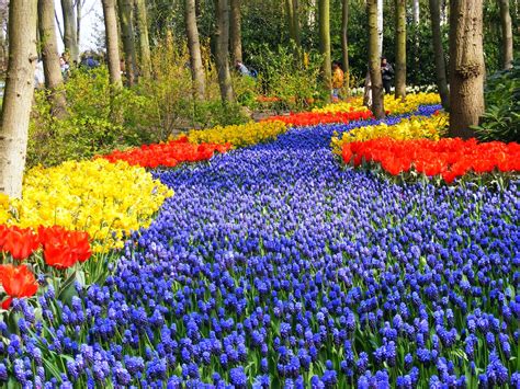 Campos de Flores na Holanda - Arquidicas