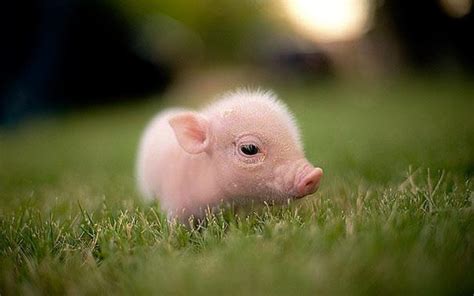 Baby Pigs Wallpapers - Wallpaper Cave